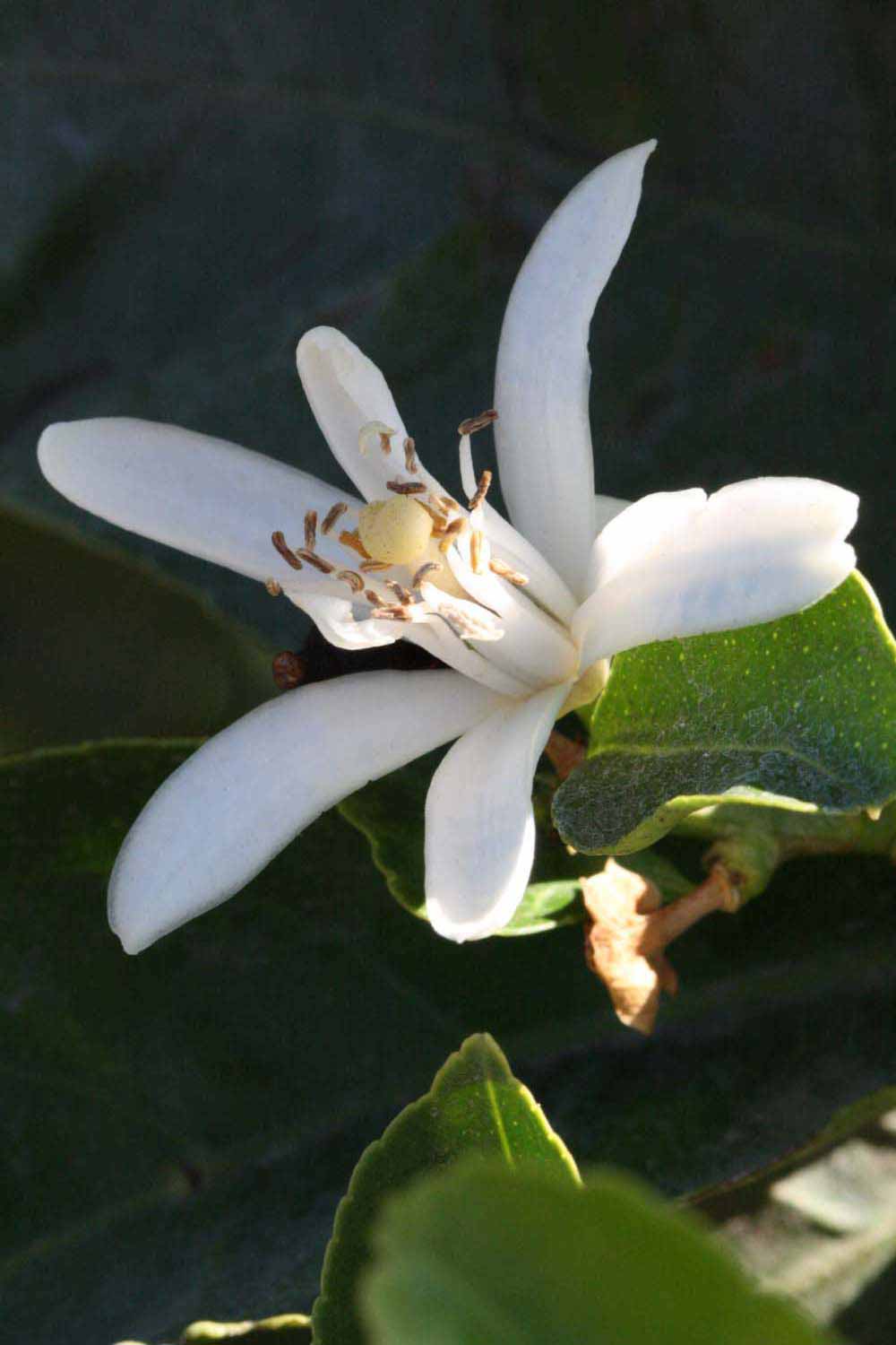              Flower (Riverside, CA)       